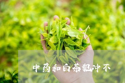 中药和白茶犯冲不/2023061481504