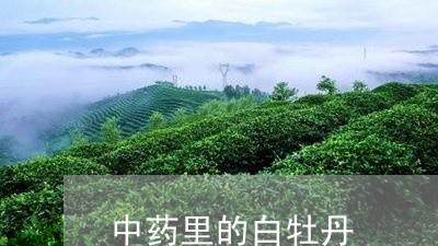 中药里的白牡丹/2023112339259