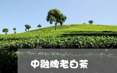 中融牌老白茶/2023051218384