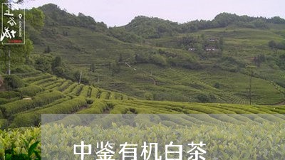 中鉴有机白茶/2023051261503