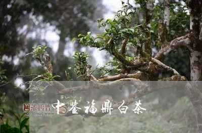 中鉴福鼎白茶/2023051232816