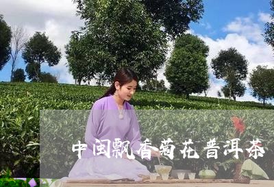 中闽飘香菊花普洱茶/2023101714837