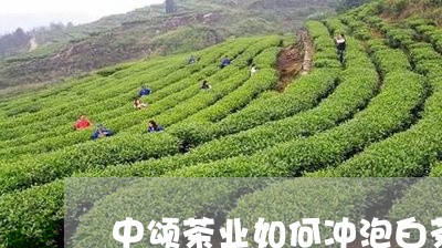 中颂茶业如何冲泡白茶/2023073052505