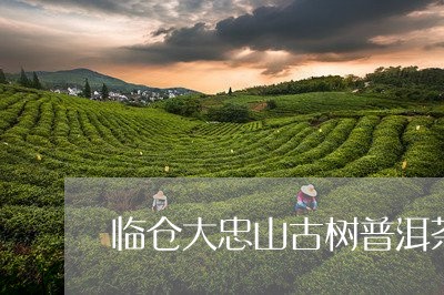 临仓大忠山古树普洱茶/2023061511925