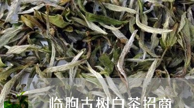 临朐古树白茶招商/2023061477693