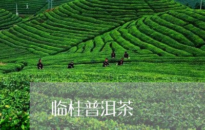 临桂普洱茶/2023090545038