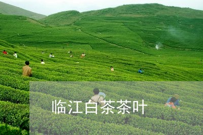 临江白茶茶叶/2023051255949