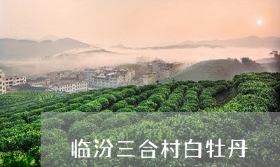 临汾三合村白牡丹/2023090683715