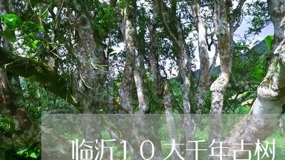 临沂10大千年古树/2023042364817