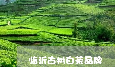 临沂古树白茶品牌/2023061425946