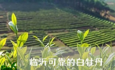 临沂可靠的白牡丹/2023090657403