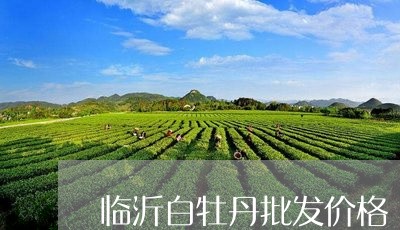 临沂白牡丹批发价格/2023120510726