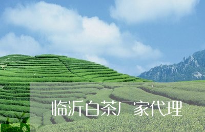 临沂白茶厂家代理/2023061406151