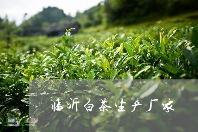 临沂白茶生产厂家/2023061494158