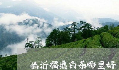 临沂福鼎白茶哪里好/2023091358359