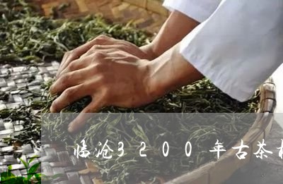 临沧3200年古茶树/2023071540714