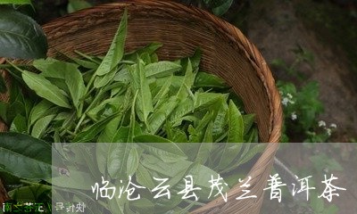 临沧云县茂兰普洱茶/2023112768480