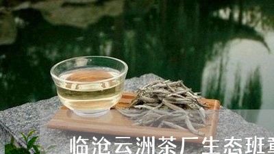 临沧云洲茶厂生态班章/2023061182835