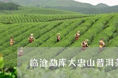 临沧勐库大忠山普洱茶/2023072466137