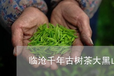 临沧千年古树茶大黑山古树茶价格/2023060187492