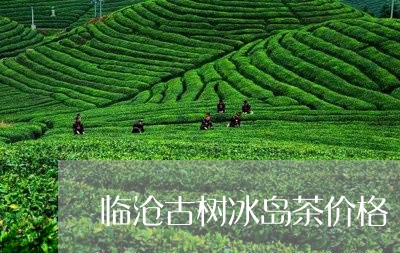 临沧古树冰岛茶价格/2023042650485