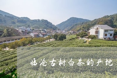 临沧古树白茶的产地/2023071497704