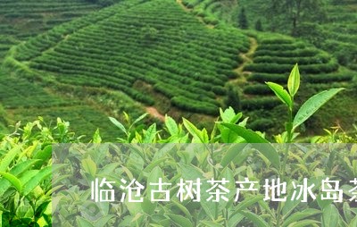 临沧古树茶产地冰岛茶/2023092376281