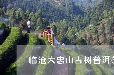 临沧大忠山古树普洱茶/2023072125925