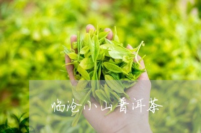 临沧小山普洱茶/2023101640403