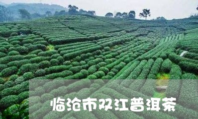 临沧市双江普洱茶/2023082850612