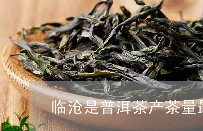 临沧是普洱茶产茶量最大的产区/2023082663837