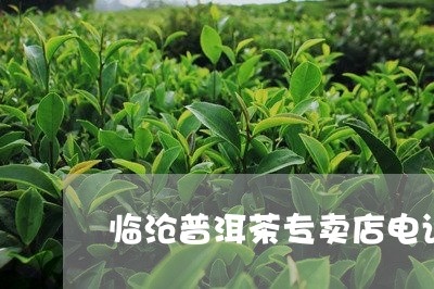 临沧普洱茶专卖店电话地址/2023082783935