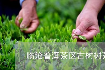 临沧普洱茶区古树树茶/2023062252726