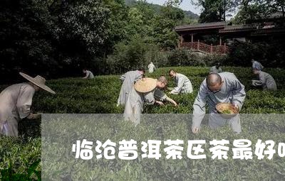 临沧普洱茶区茶最好吗/2023100763036