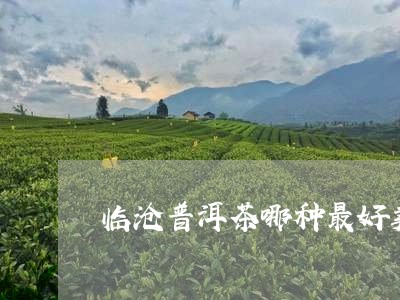 临沧普洱茶哪种最好卖/2023062938259