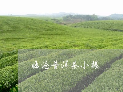 临沧普洱茶小杨/2023101684836