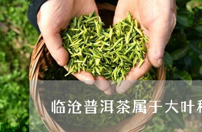 临沧普洱茶属于大叶种吗/2023082846362