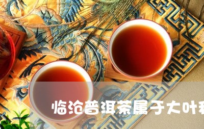 临沧普洱茶属于大叶种吗/2023110513848