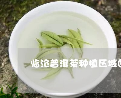 临沧普洱茶种植区域图片大全/2023082894926