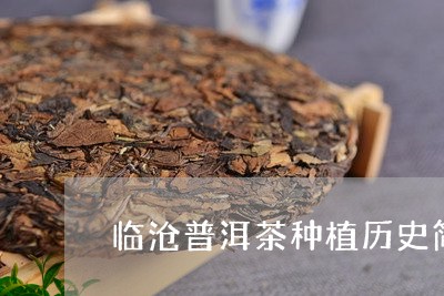 临沧普洱茶种植历史简介/2023120715036