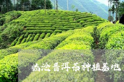 临沧普洱茶种植基地/2023042926037