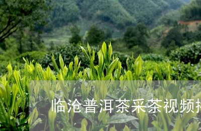 临沧普洱茶采茶视频播放/2023081728359