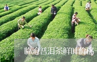 临沧普洱茶鲜叶价格一览表/2023110296037