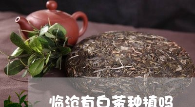 临沧有白茶种植吗/2023061451605