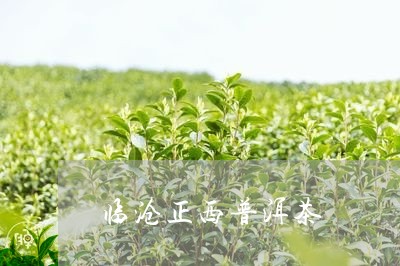 临沧正西普洱茶/2023082885261