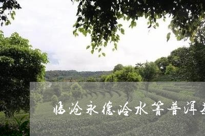 临沧永德冷水箐普洱茶/2023100852503