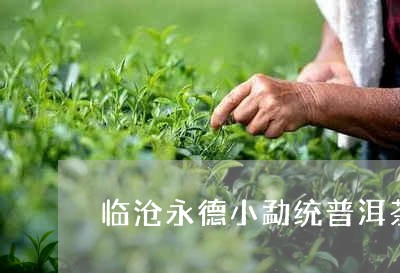 临沧永德小勐统普洱茶/2023112794940