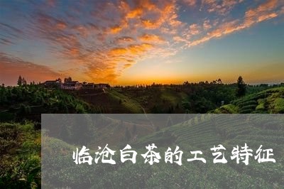 临沧白茶的工艺特征/2023121616069