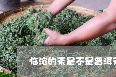 临沧的茶是不是普洱茶/2023080396130