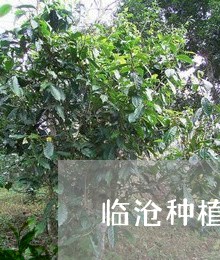 临沧种植普洱茶产量/2023082873816